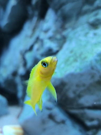 A vertical closeup of a Neolamprologus leleupi (lemon cichlid)
