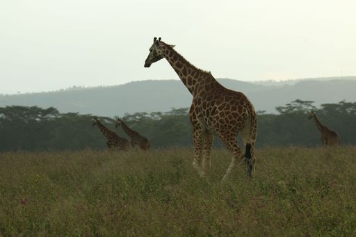 A large group of giraffes walking across a vibrant green field