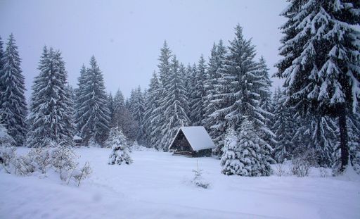 A majestic winter landscape with a small rural wooden house surrounded by evergreen spruce trees covered with snow