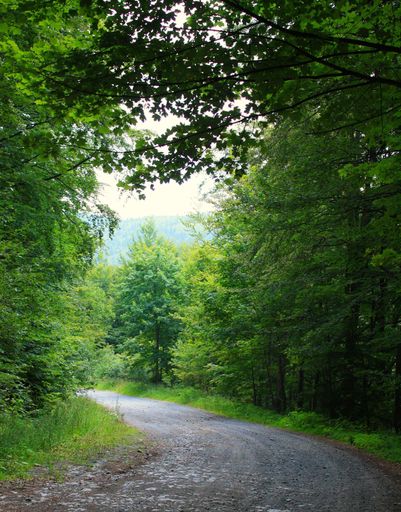 A summer landscape view of a rural gravel road going through a forest area covered with lush vegetation