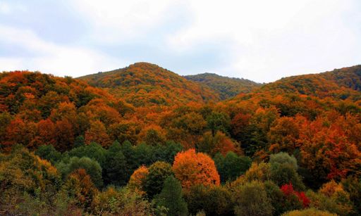 A majestic shot of a densely forested area covered with a colorful lush autumn vegetation