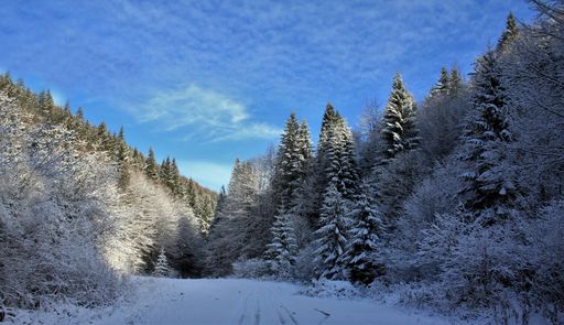 A majestic shot of a winter landscape of a densely forested area with snow-covered sunlit trees