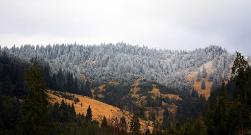 A panoramic landscape view of a mountain slope covered with frosty and green spruce trees