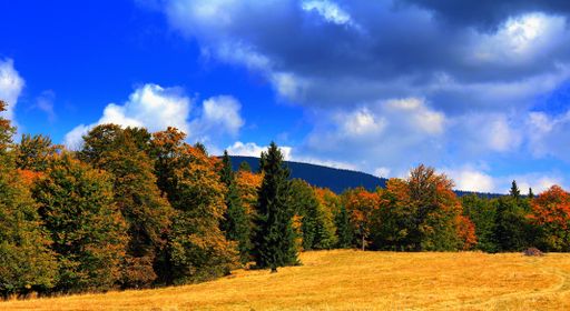 A beautiful panoramic view of a clear sky over a hillside covered with autumn colorful tree foliage