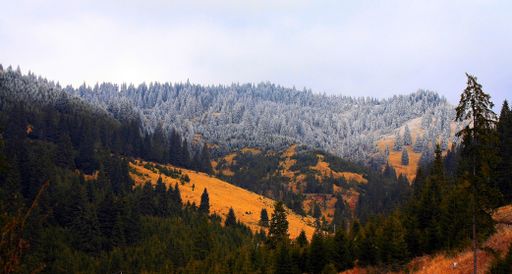 A panoramic landscape view of a mountain slope covered with frosty and green spruce trees