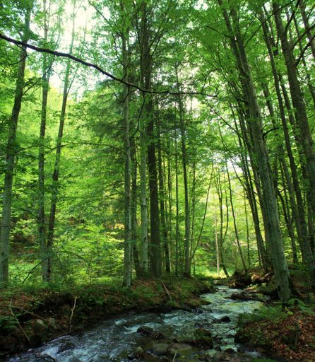 A vertical shot of a densely forested area with a small rocky creek flowing through lush summer vegetation