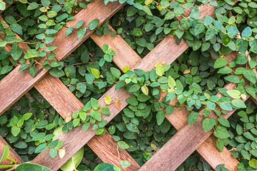 A closeup shot of wooden trellis with ivy plant