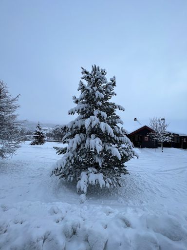 A vertical shot of fir trees covered in snow on a cold winter day in Geilo, Norway