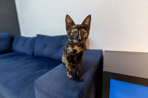 beautiful brown colored kitten doing charm for the cameras on a blue colored sofa
