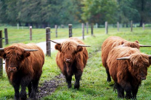 A closeup shot of Highlanders grazing in the pasture