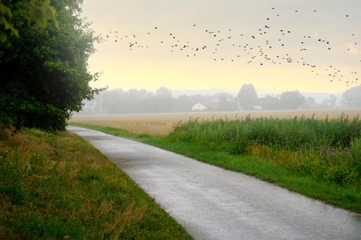 A closeup shot of a road through a field in the countryside