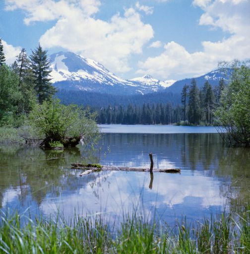 A piece of wood in the lake surrounded by green trees and tall snowy mountains