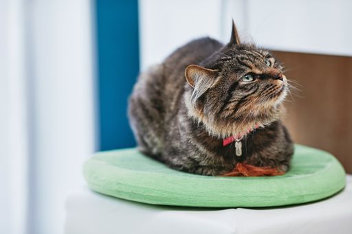 A selective focus shot of a domestic cat lying on a pillow