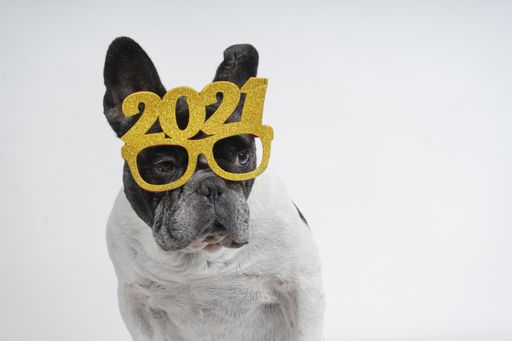 A cute little bulldog wearing a 2021 glasses