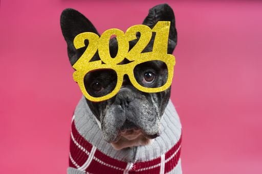 A cute little bulldog wearing a 2021 glasses