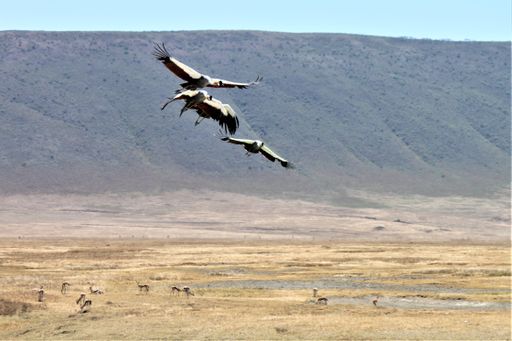 A flock of cranebirds flying over a dry field with mountains in the background Tanzania, Africa
