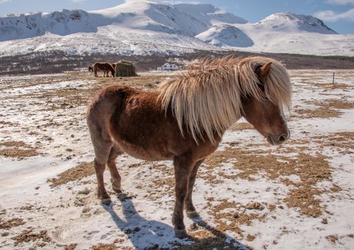 A closeup of an Icelandic horse in a ranch surrounded by hills covered in the snow under the sunlight