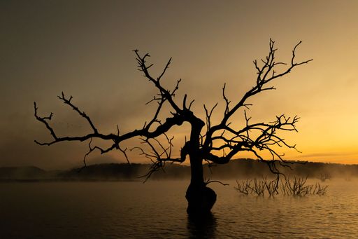 A silhouette of a dead tree in a reflective lake during sunset in fall