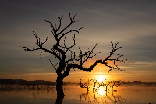 A silhouette of a dead tree in a reflective lake during sunset in fall