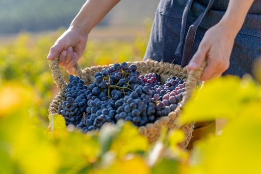 Farmer holding basket full of bunches of red grapes from harvest in the vineyards of Requena-Utiel, Valencia, Spain