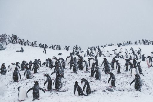 A lot of penguins on a snowy summit amongst snowstorm
