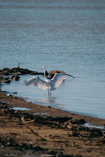 A vertical shot of an Eastern great egret looking for prey in the water with its wings open