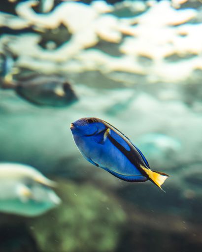 A vertical closeup of a Blue tang fish underwater blurred background