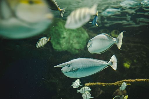 A low-angle closeup of whitemargin unicornfish and other fishes underwater blurred background