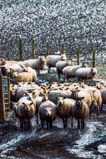 A vertical shot of the flock of sheep returning from the pasture.
