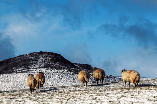 The sheep in the pasture against the background of a mountain and blue sky.