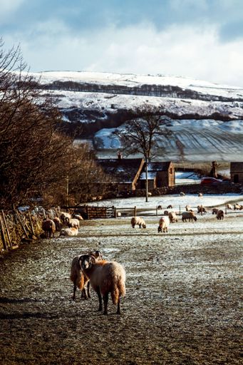 A vertical shot of the sheep in the pasture.