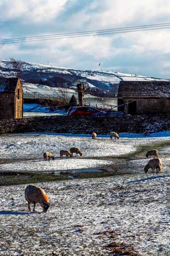 A vertical shot of sheep grazing in a farm on a cold winter day under the clouded sky