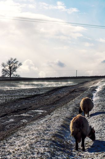 A vertical shot of sheep grazing outdoor on a cold winter day in a rural area