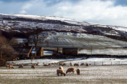 A distant shot of a sheep herd grazing in the farmland on a cold winter day