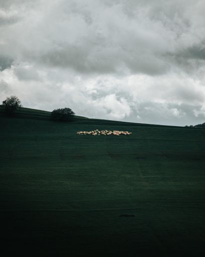 A vertical shot of a group of livestock on a greenfield during a gloomy day