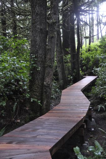 A vertical shot of a wooden trail in the middle of a bright green dense forest