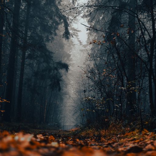A beautiful shot of a foggy gloomy morning in an autumn forest
