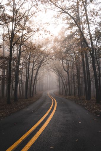 A vertical shot of an empty road surrounded by trees in autumn