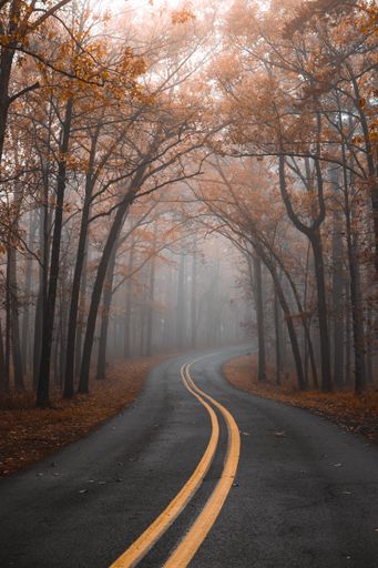A vertical shot of an empty road surrounded by trees in autumn