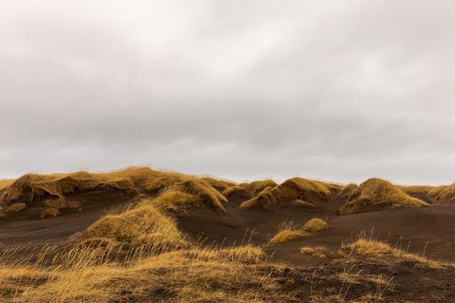 The sand dunes and yellow grass on the beach in South Iceland