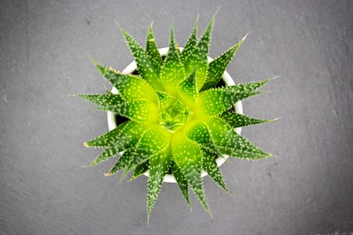 A high angle shot of a green plant on a grey surface