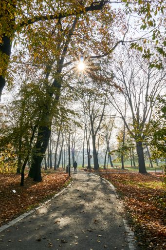 A vertical shot of a pathway in a park covered in trees and dried leaves under the sunlight in autumn
