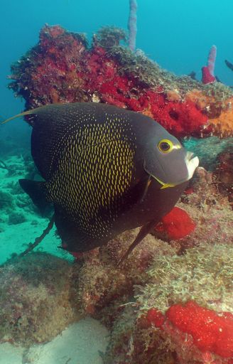 A beautiful shot of exotic fish in the sea
