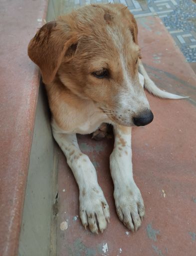 A vertical shot of an adorable brown dog lying on the ground and looking aside