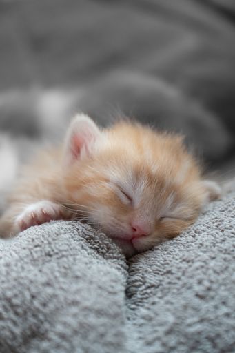A vertical shot of an adorable small kitten sleeping on a blanket