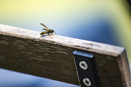 A closeup shot of a bee on a piece of wood