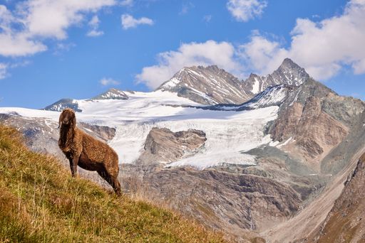 A Braunes Bergschaf Sheep with the mountains in the background