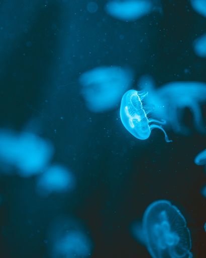 A vertical closeup shot of Aurelia or moon jellyfishes illuminated with blue light in dark water