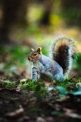 A side closeup shot of cute Eastern gray squirrel sitting on the grass field in forest