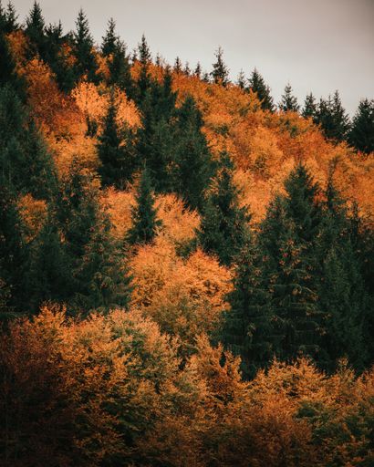 A vertical shot of gorgeous autumn trees over a hill during daylight